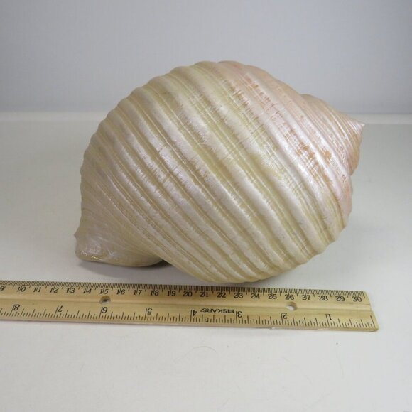 Faux Sea shell light pink & cream some iridescences  9" long 5" tall - Picture 5 of 12